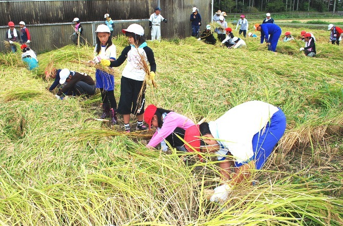 稲を刈る児童たち