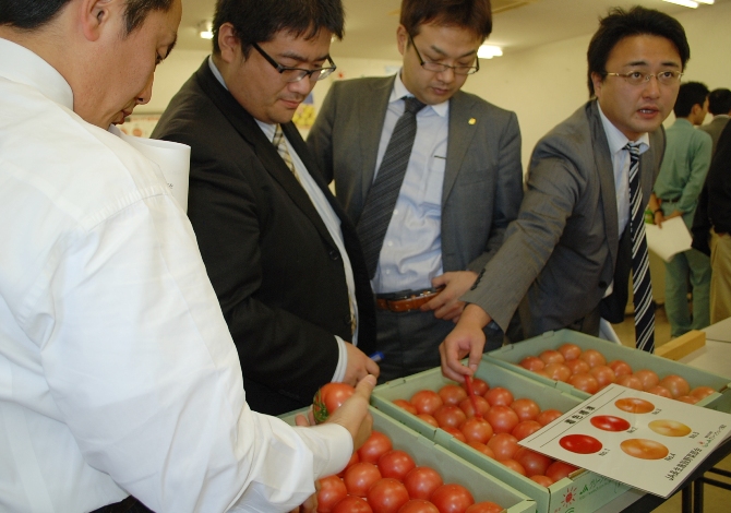「越冬トマト」高品質トマトで安定出荷へ。