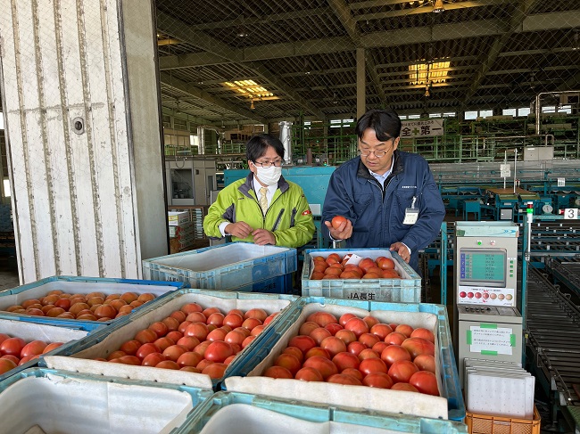 トマトの市場選果指導を行いました🍅