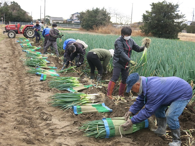 第6回長生（ながいき）農業塾ネギコース