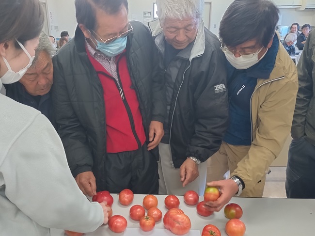 春期トマト査定会