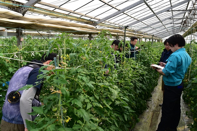 春トマト共進会