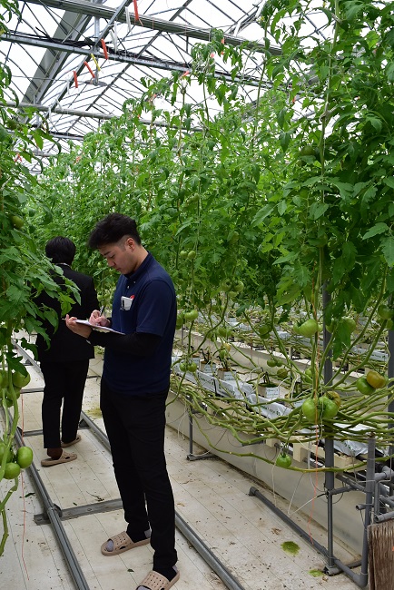 長段トマト共進会