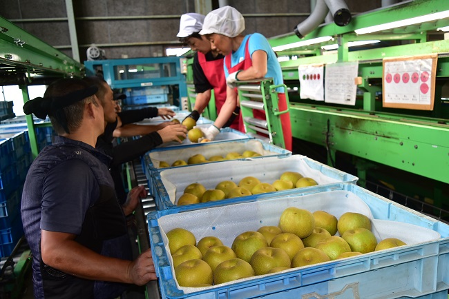 ながいき梨「幸水」出荷開始❕