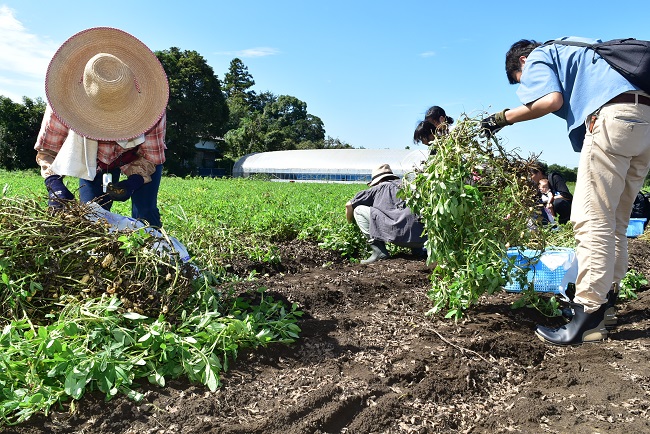 落花生掘り取り体験🥜