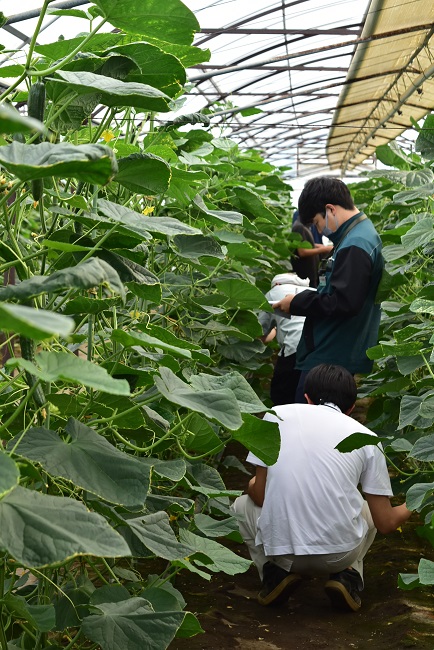 抑制キュウリ立毛共進会