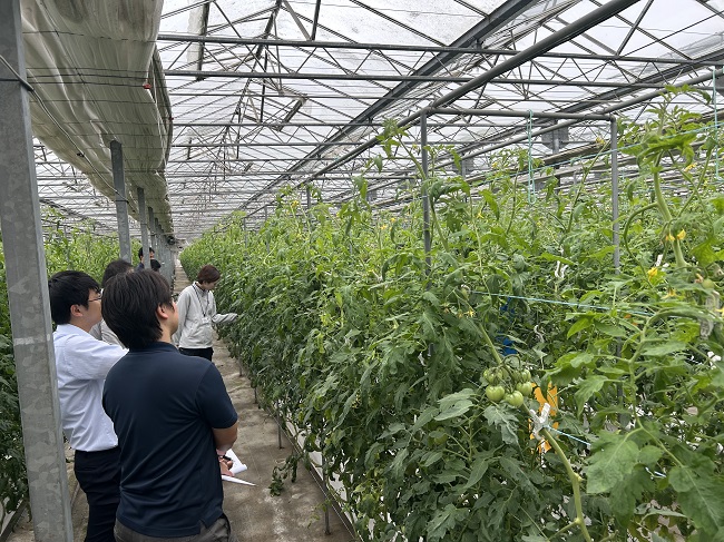 抑制トマト立毛共進会