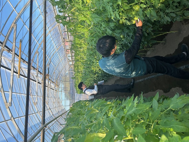 越冬トマト立毛共進会