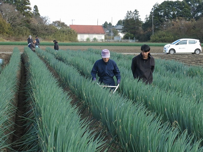 第5回長生（ながいき）農業塾秋冬ネギコース