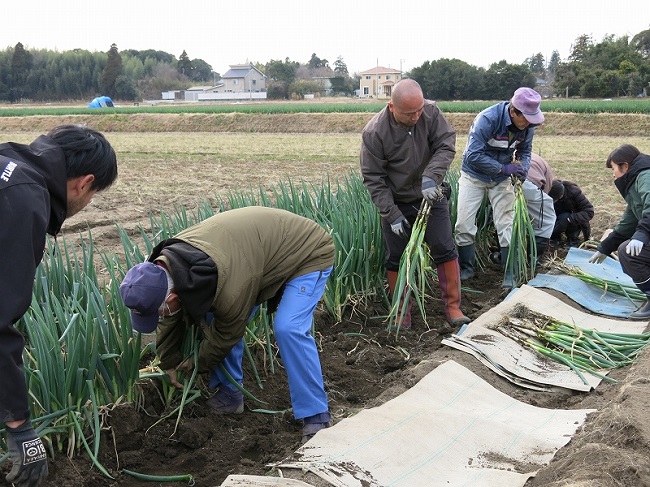 第6回長生（ながいき）農業塾ネギコース