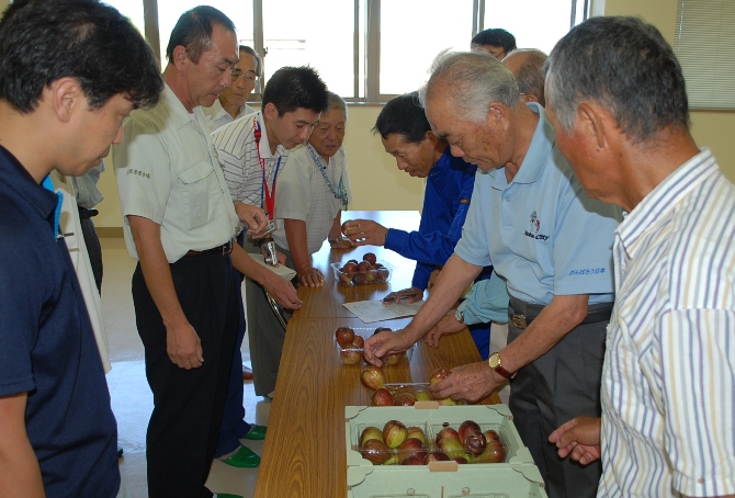 イチジク査定会