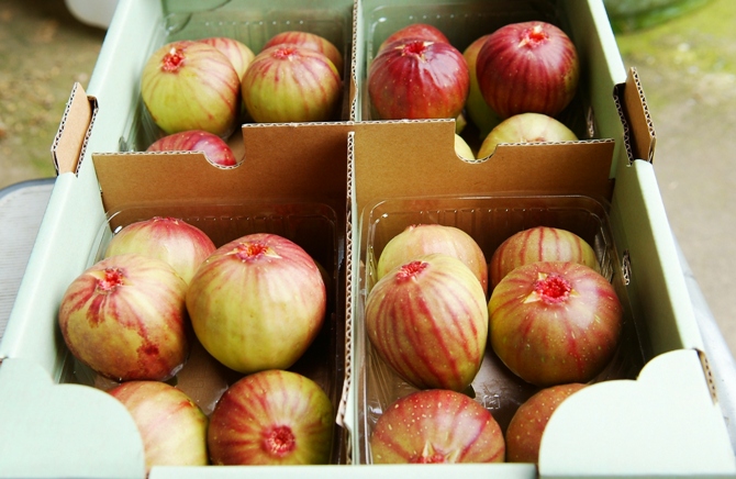 イチジク箱入り