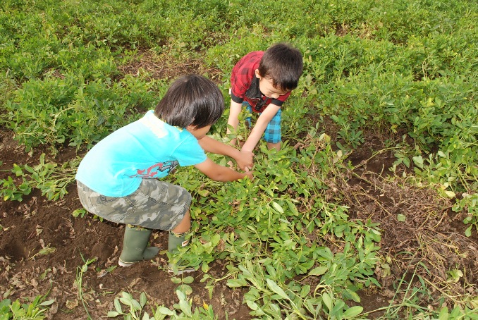 園児たちが落花生の収穫体験