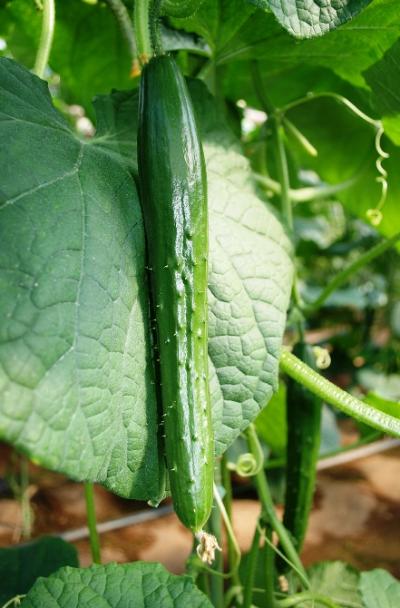 元気なキュウリ