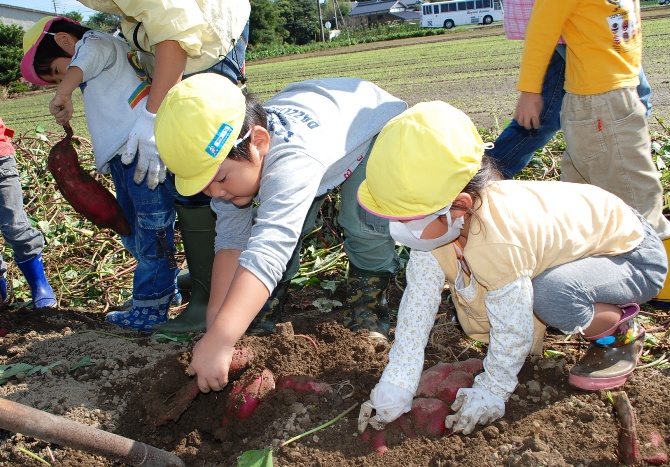 力強くお芋を取る園児