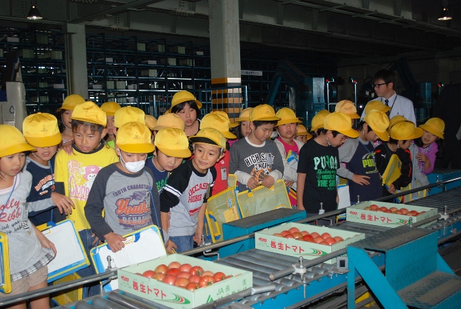 きれいに箱詰めされた「長生トマト」