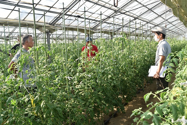 越冬トマト圃場巡回