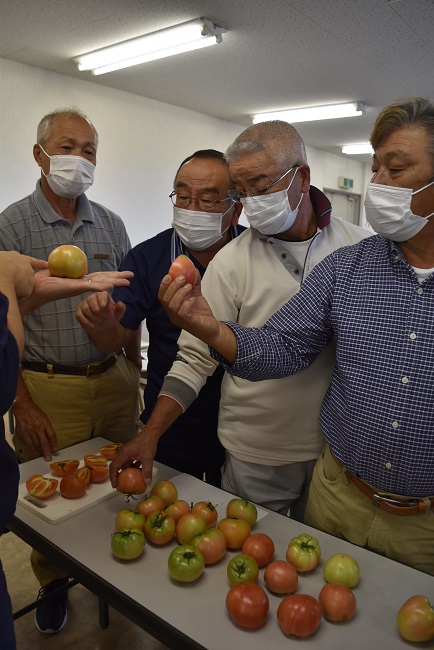越冬期トマト査定会