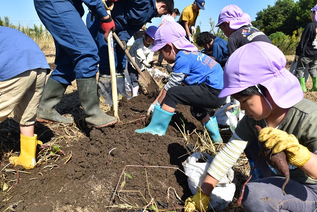 青年部で芋ほり体験を行いました！