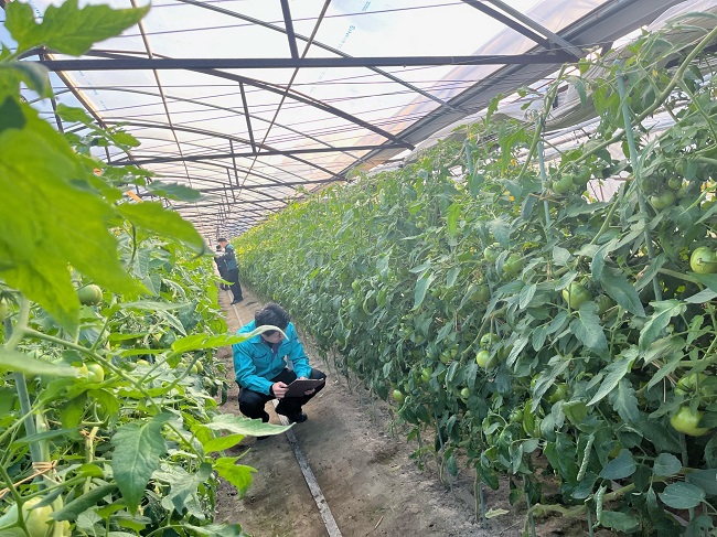 越冬トマト立毛共進会