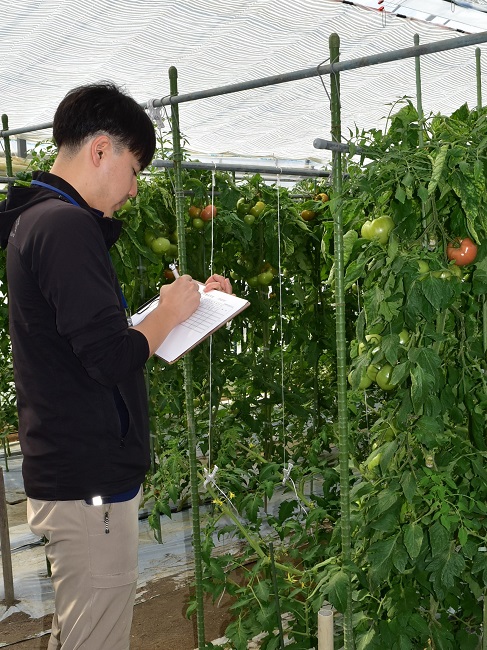 春トマト立毛共進会