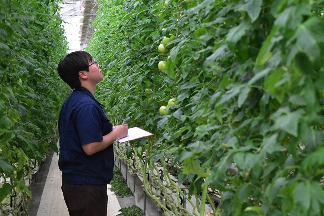 長段トマト立毛共進会
