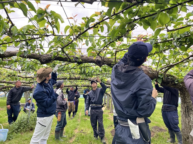 梨の摘果講習会を行いました