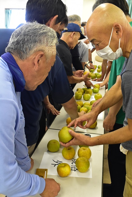 ながいき梨「幸水」査定会