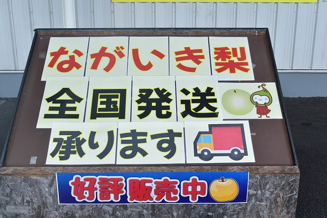 ながいき梨「幸水」販売中です！