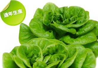 サラダ菜（食べたい菜）